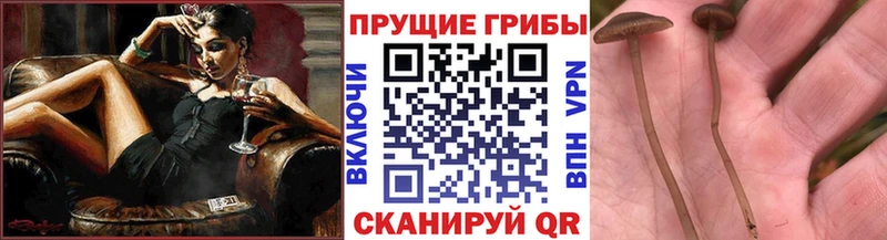 omg ONION  Среднеколымск  Псилоцибиновые грибы Magic Shrooms 